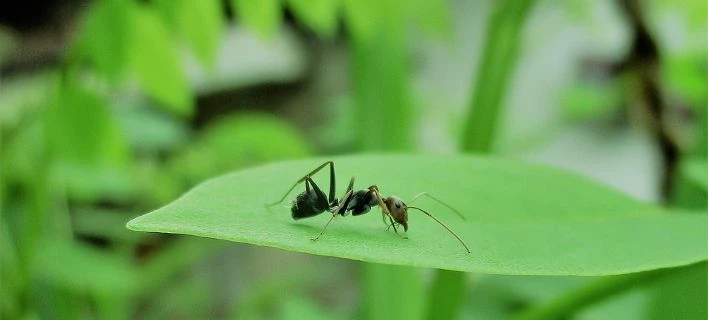 Ποιο τσιτάχ; Το μυρμήγκι «Δράκουλας» κατέχει πλέον το ρεκόρ του πιο γρήγορου ζώου (βίντεο)